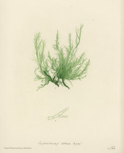 British Sea-Weed (naturtrykt) af English School